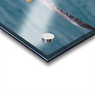 Feathers Acrylic print