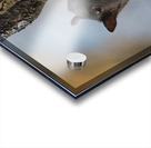 Black Squirrel Acrylic print