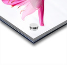 The Majestic Lily Acrylic print