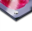 Calling All Pollinators Acrylic print