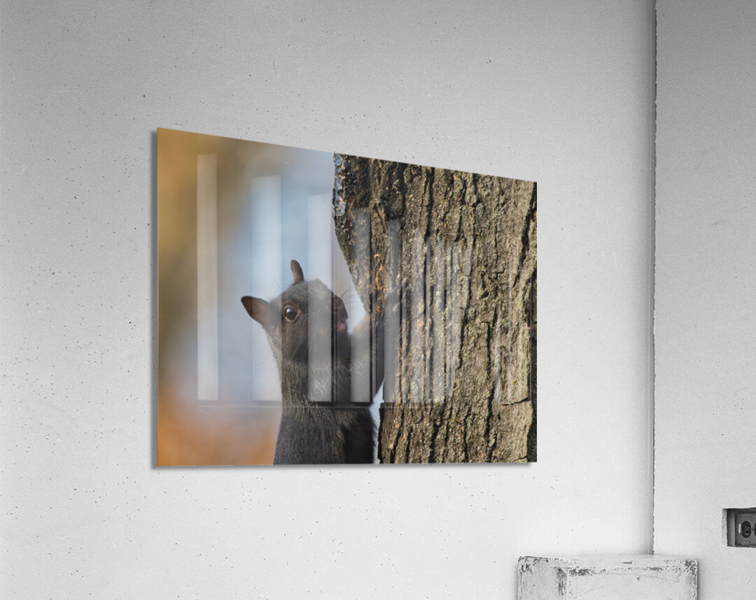 Black Squirrel Acrylic Print