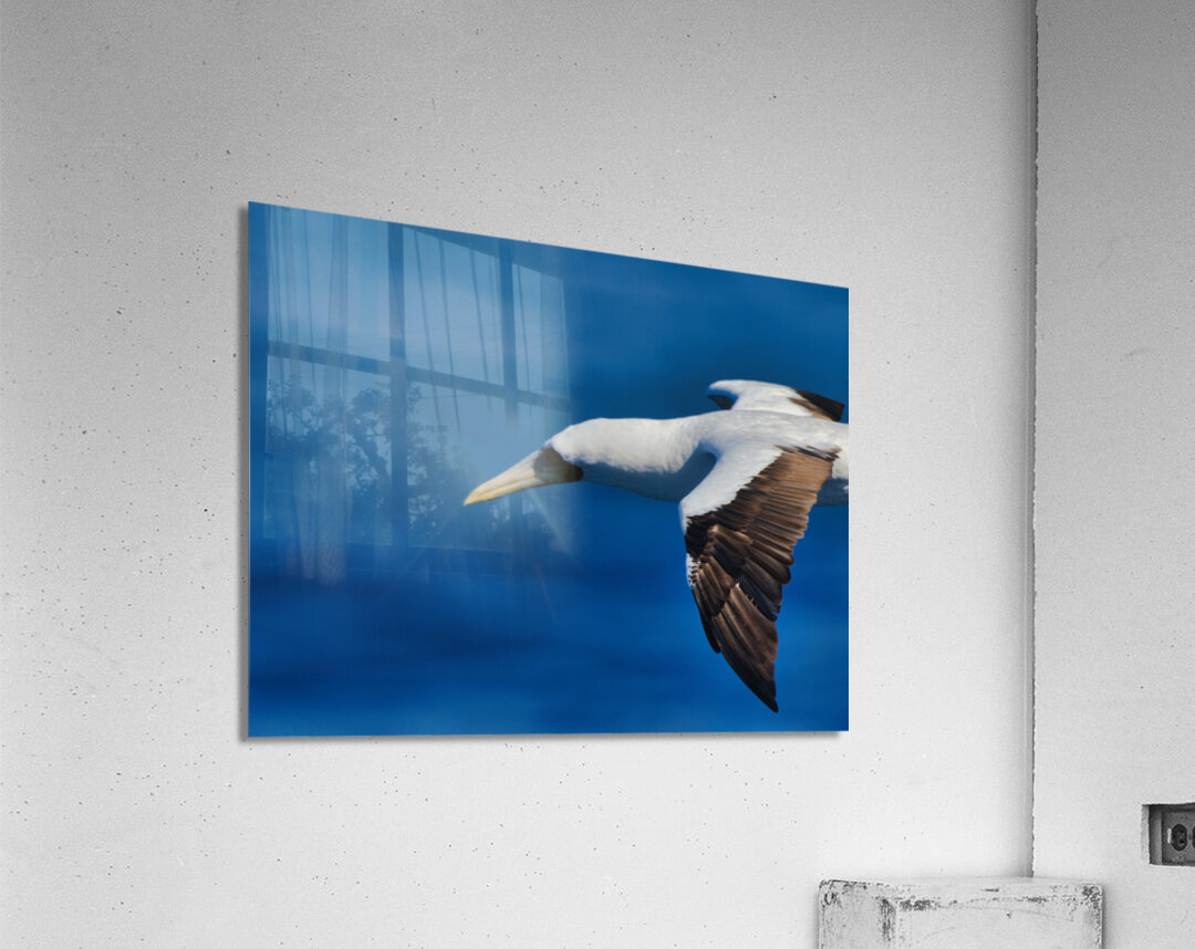 In Flight Acrylic Print