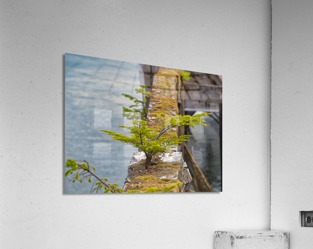 Natures Bonsai Acrylic Print