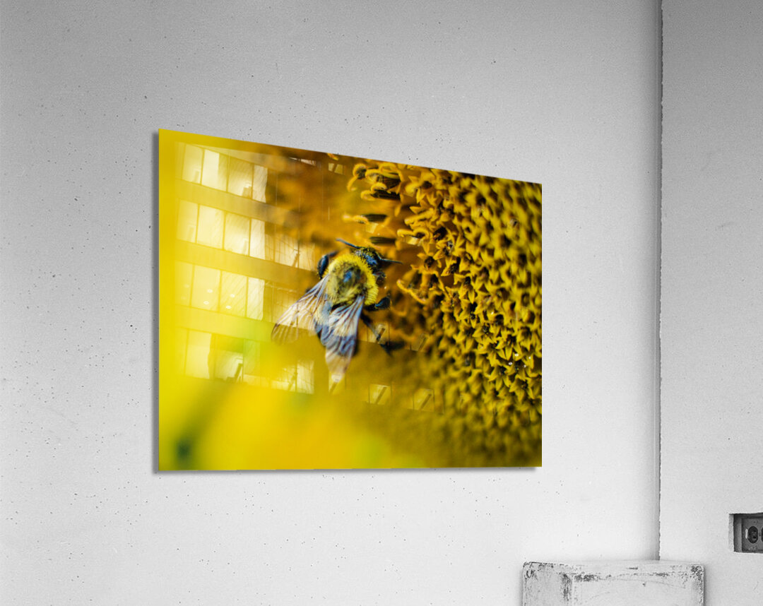 Pollen Acrylic Print