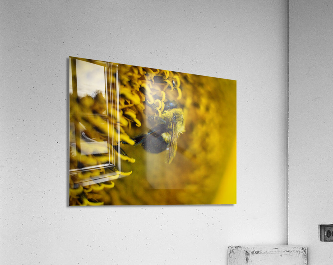 Yellow Acrylic Print