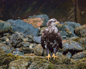 Young Eagle
