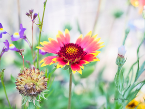 An Indian Blanket Gracing the Garden