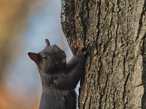Black Squirrel