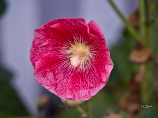 Calling All Pollinators Print