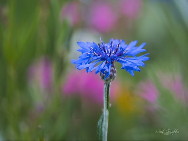 Hope for the Future Print