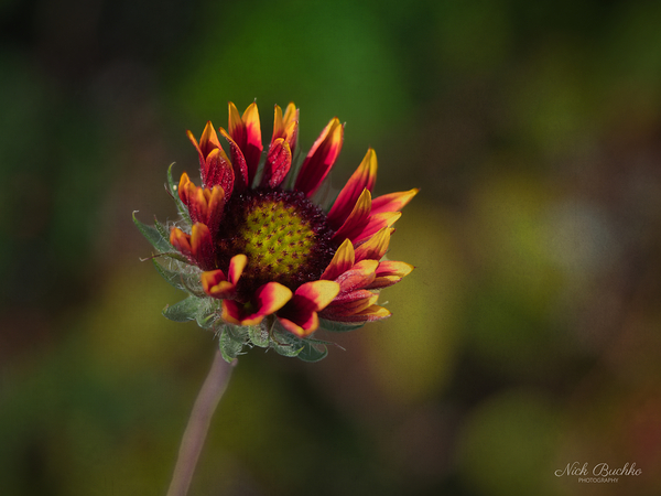 A Burst of Color Print