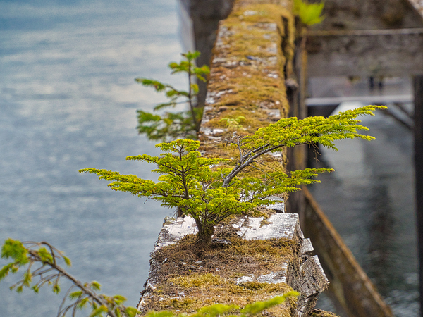 Natures Bonsai Digital Download