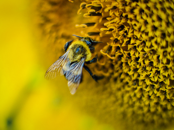 Pollen Digital Download