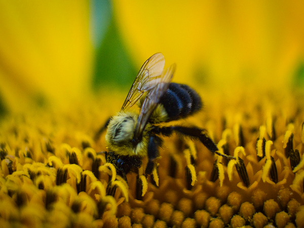 Lunch Digital Download