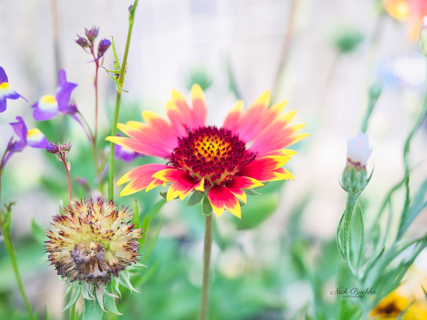 An Indian Blanket Gracing the Garden Print