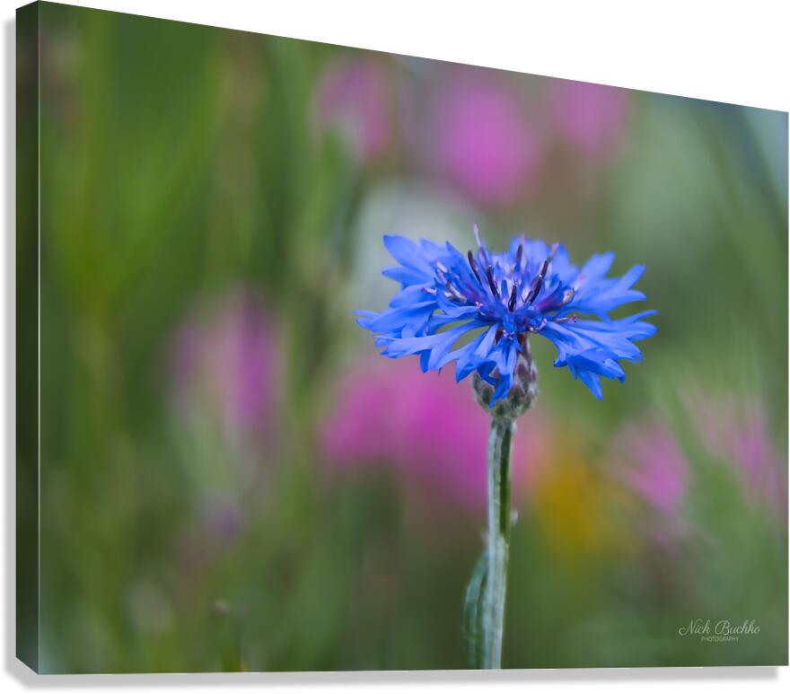 Hope for the Future Canvas Print