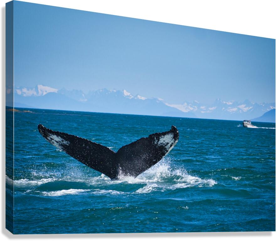 Whale Tale Canvas Print