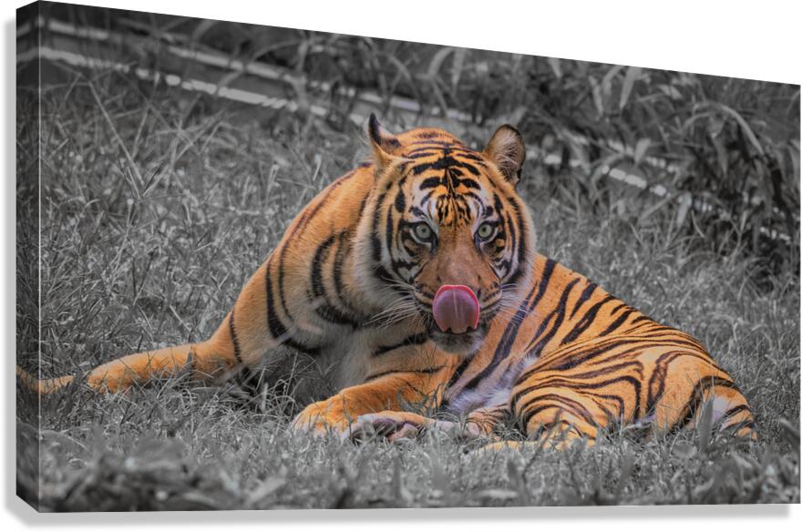 tiger bw Canvas Print
