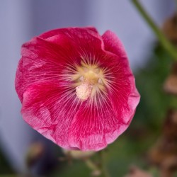 Calling All Pollinators