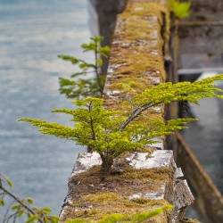 Natures Bonsai
