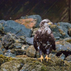 Young Eagle