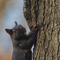 Black Squirrel