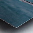 Feathers Metal print