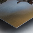 Black Squirrel Metal print