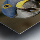 Peace Parrot Metal print