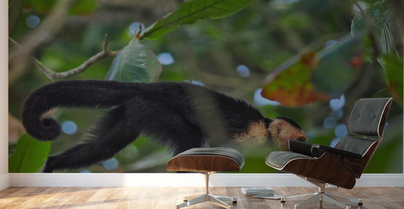 Havent You Always Wanted A Monkey  Wall Murals