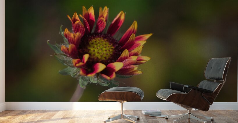 A Burst of Color Wall Murals