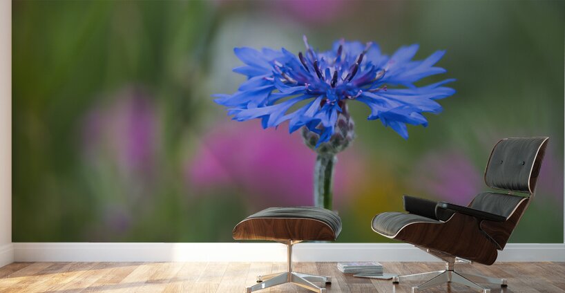 Hope for the Future Wall Murals