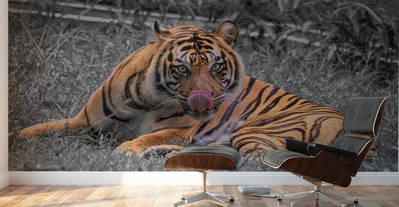 tiger bw Wall Murals