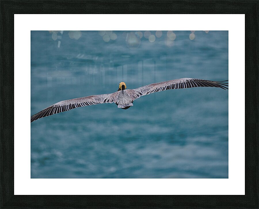 Feathers Picture Frame print