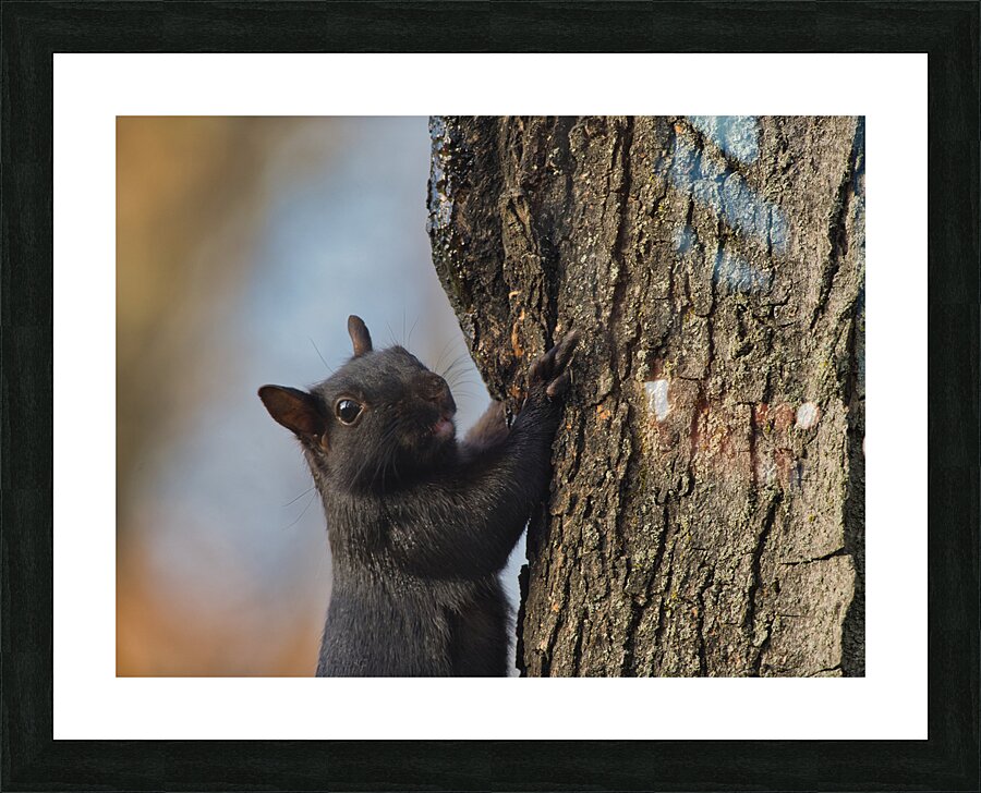 Black Squirrel Picture Frame print
