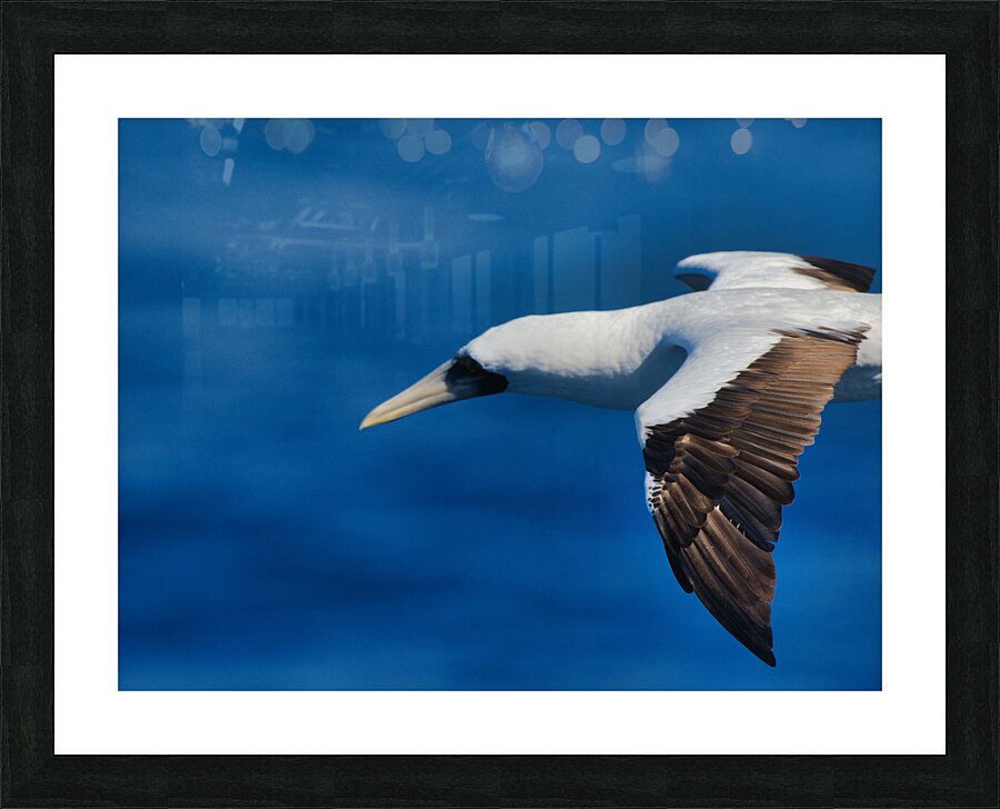 In Flight Picture Frame print