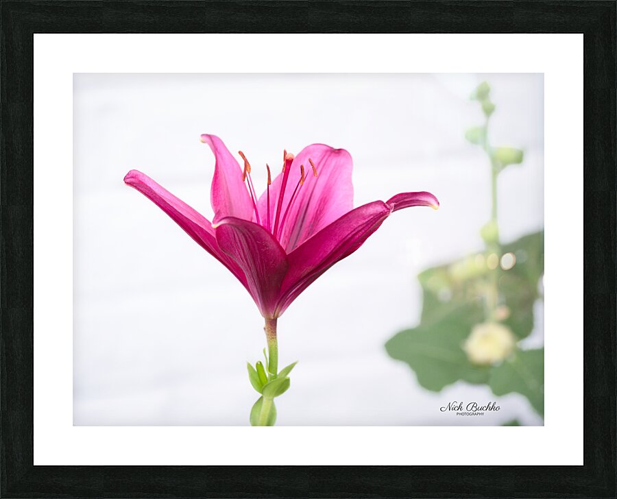 The Majestic Lily Picture Frame print