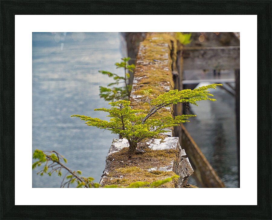 Natures Bonsai Picture Frame print