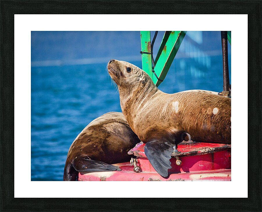 Seal of Approval Picture Frame print