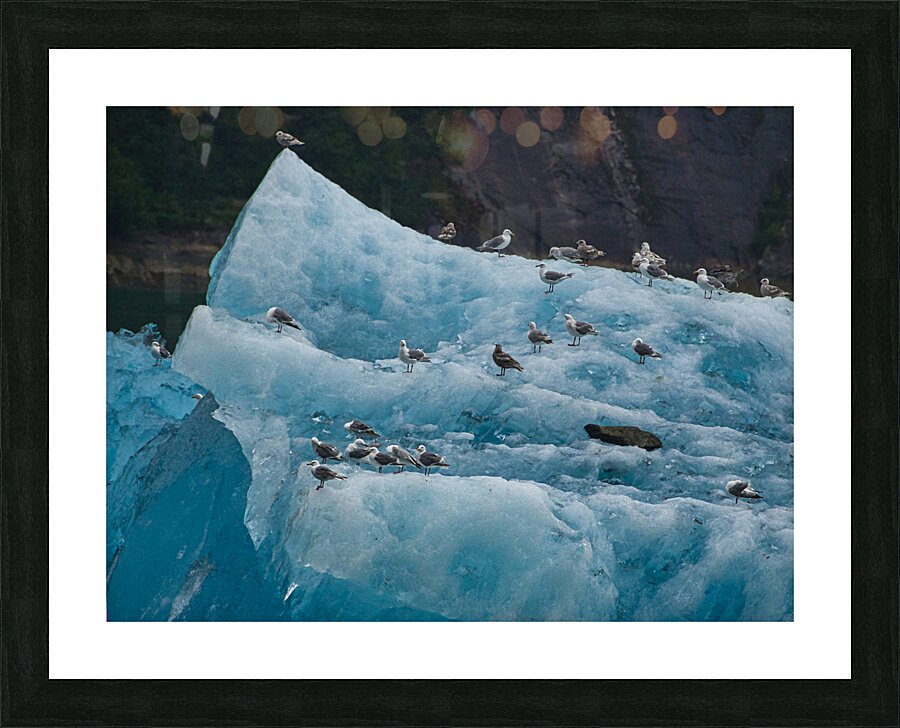 IceBirds Picture Frame print