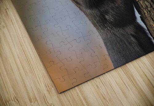 Black Squirrel Buchko Photography puzzle