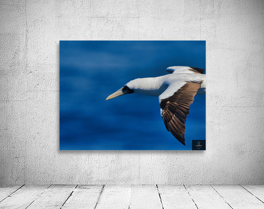 In Flight Wall Preview