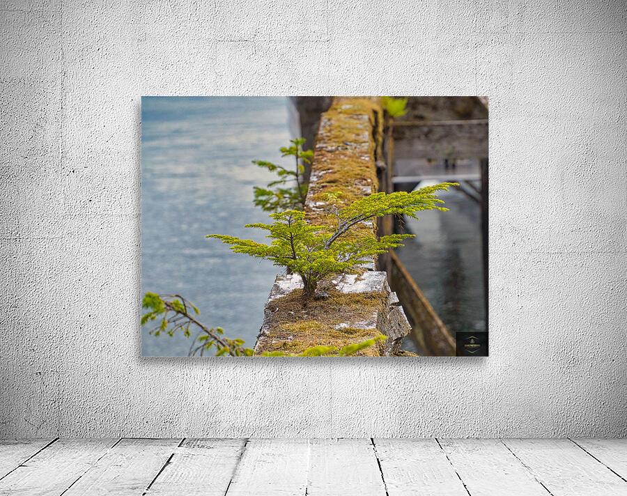 Natures Bonsai Wall Preview