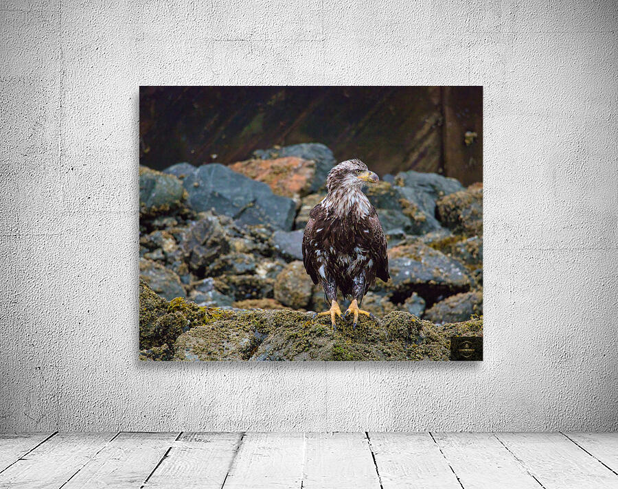 Young Eagle Wall Preview