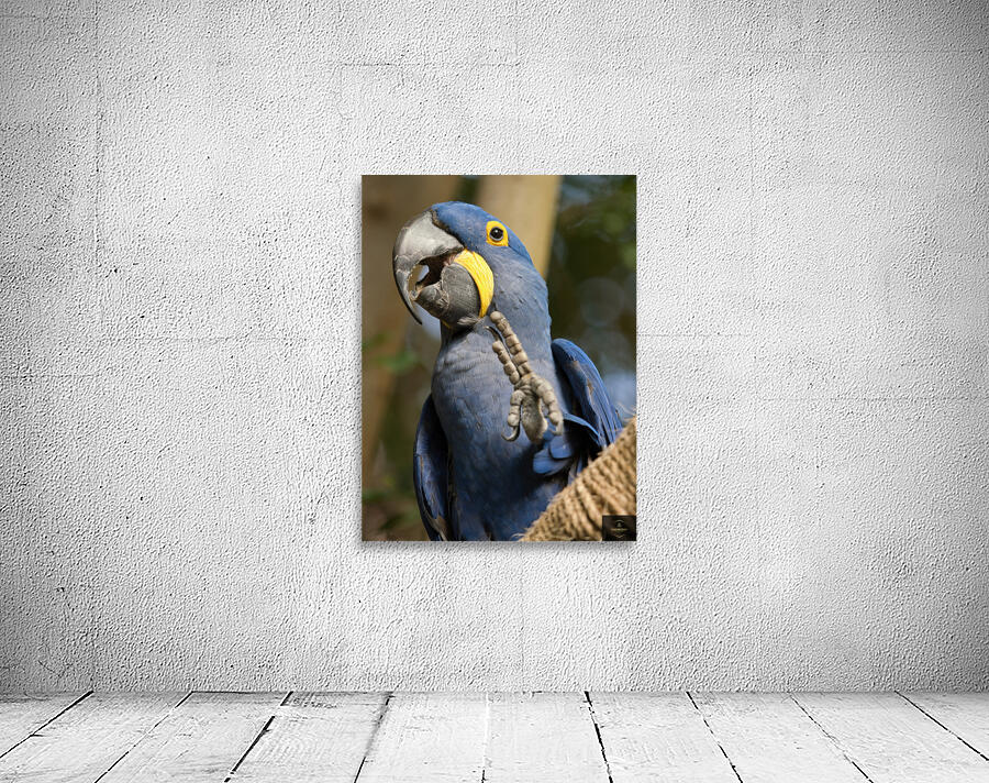 Peace Parrot Wall Preview