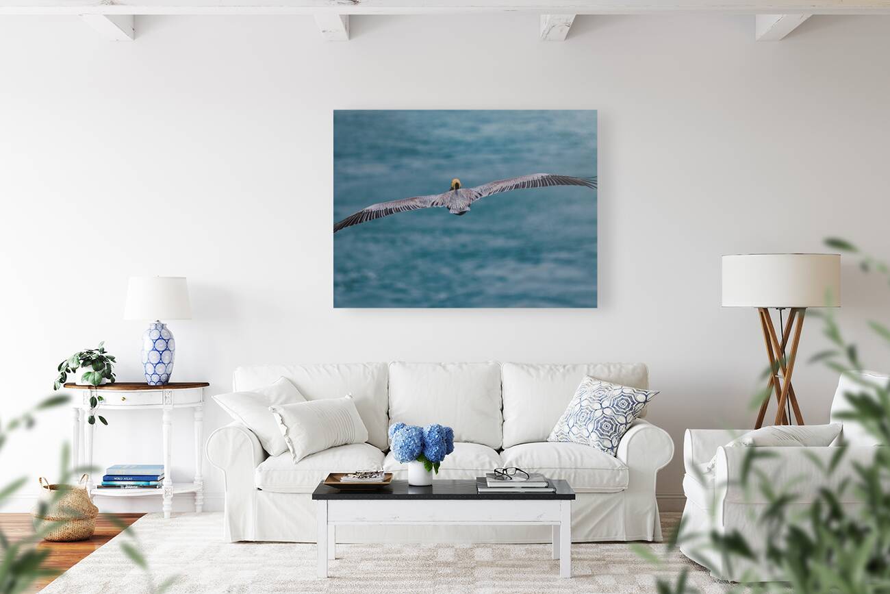 Feathers Reproduction