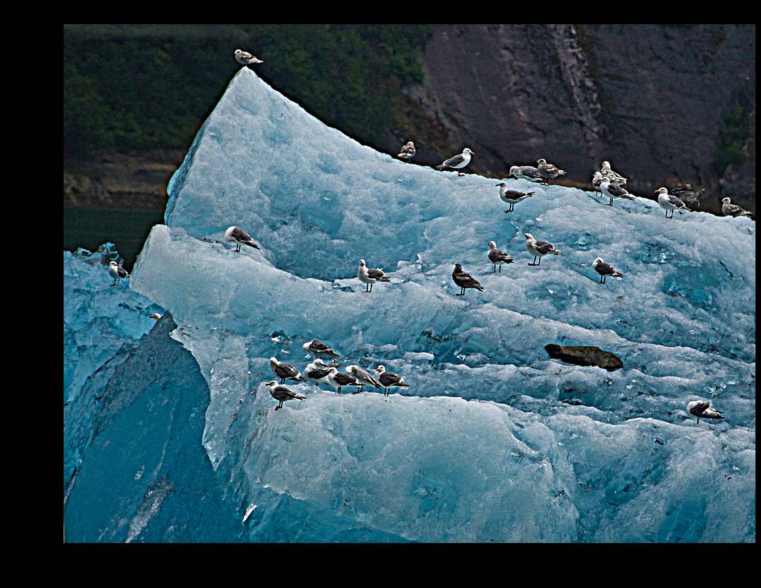 IceBirds Reproduction