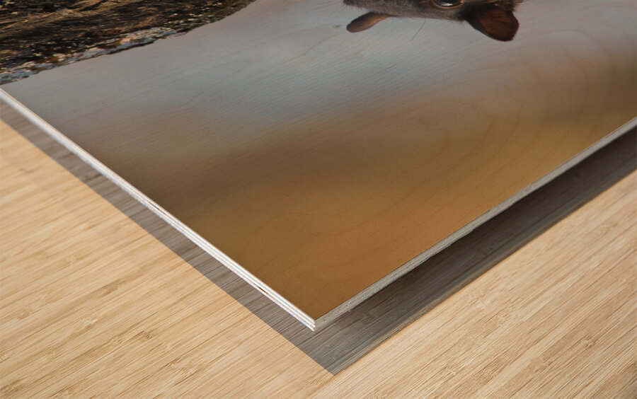 Black Squirrel Wood print